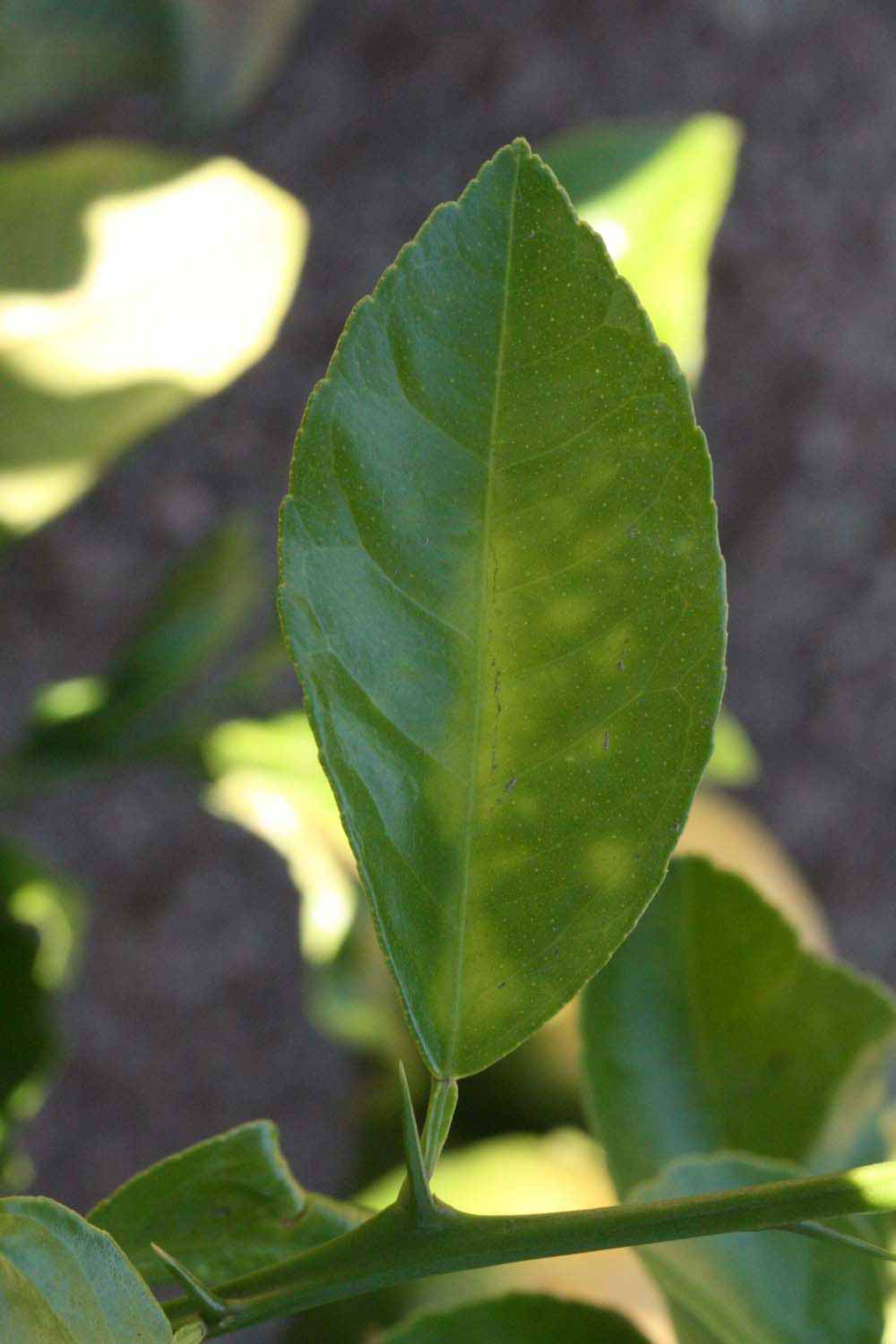              Unifoliolate leaf (Riverside, CA)       